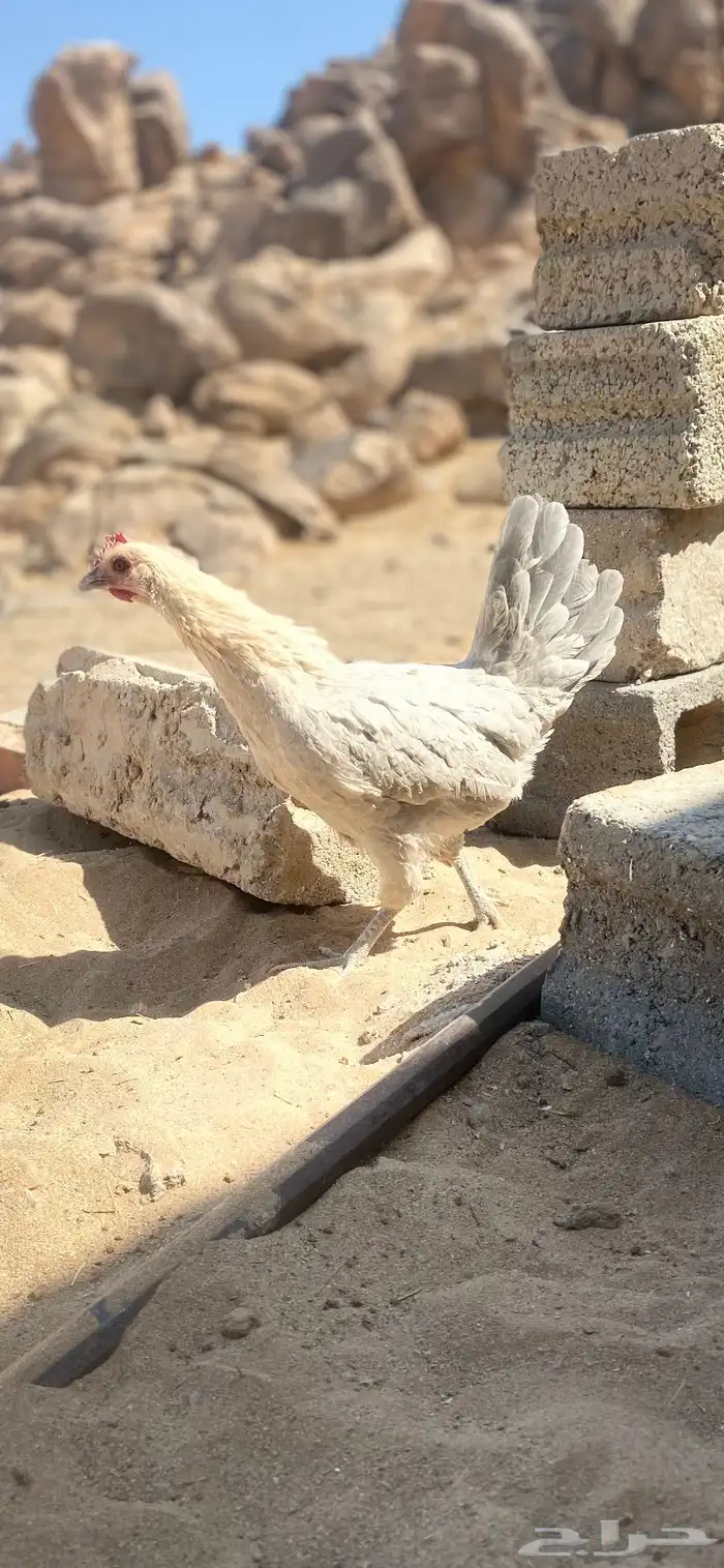 دجاج فيومي المنيوم 6