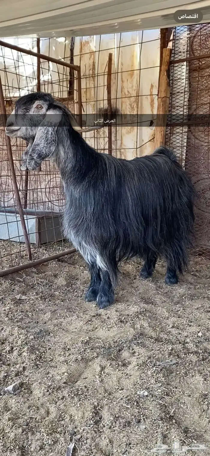 معزا والد ومضرع( تم البيييع ) 11