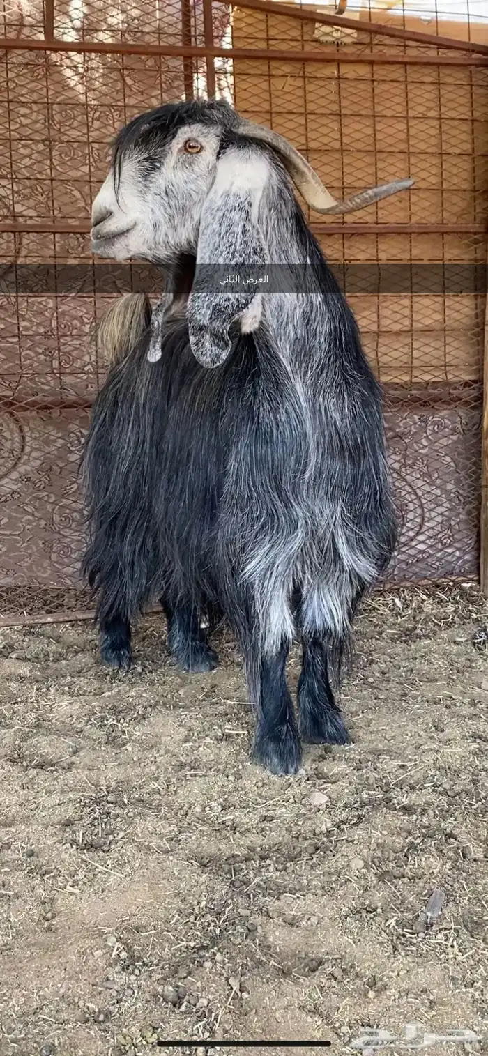 معزا والد ومضرع( تم البيييع ) 14