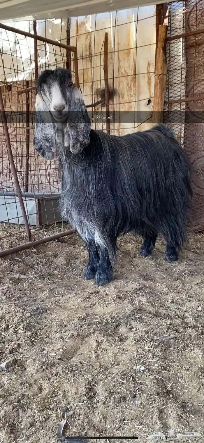 معزا والد ومضرع( تم البيييع ) 12