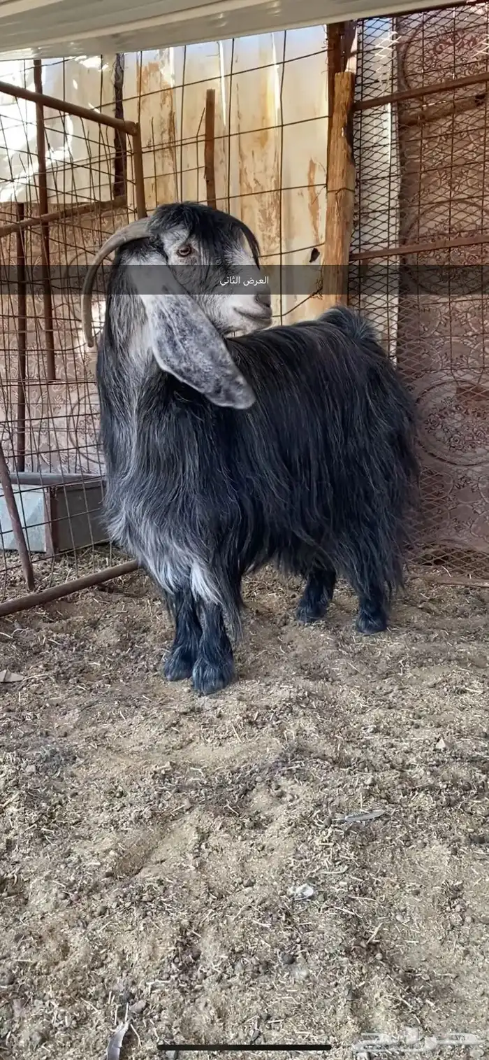 معزا والد ومضرع( تم البيييع ) 13