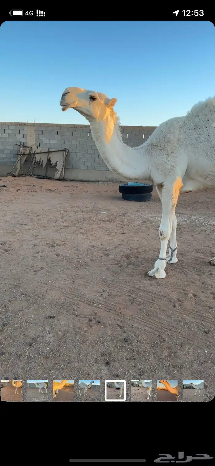 قعود سنه لقي على بعرين فنجال الشيباني 0