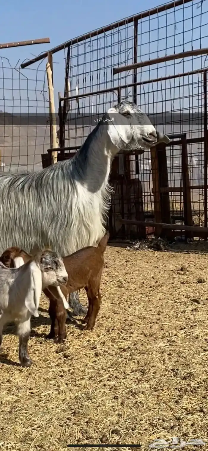 معزا والد ومضرع( تم البيييع ) 0