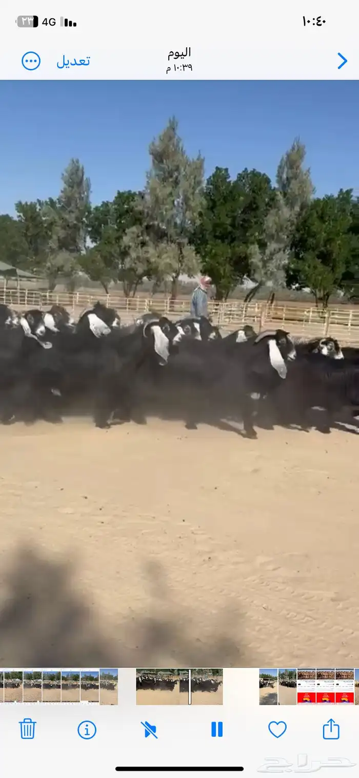 معزاء عوارض فاخره للبيع 6