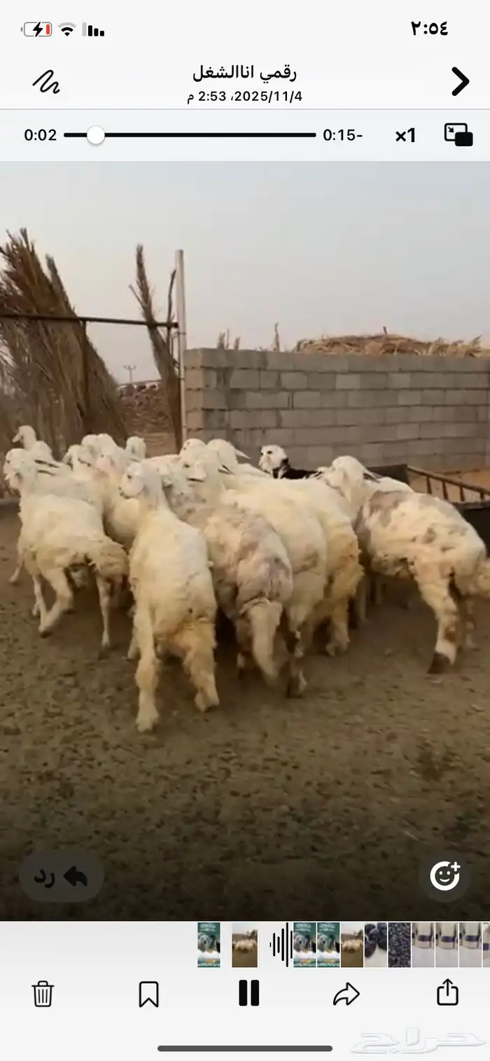 تيوس وطليان حريه 1