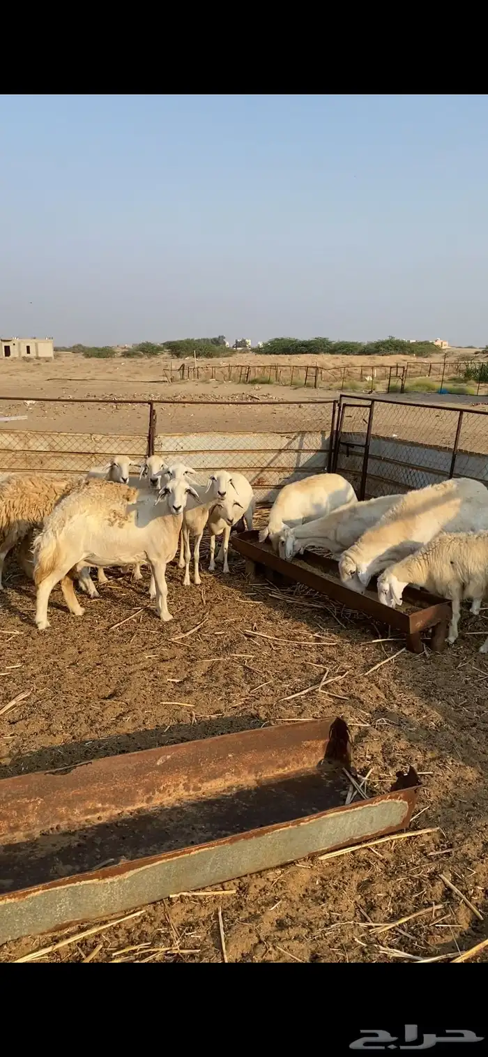 ضان 10 مع فحلها البيع مستعجل 1