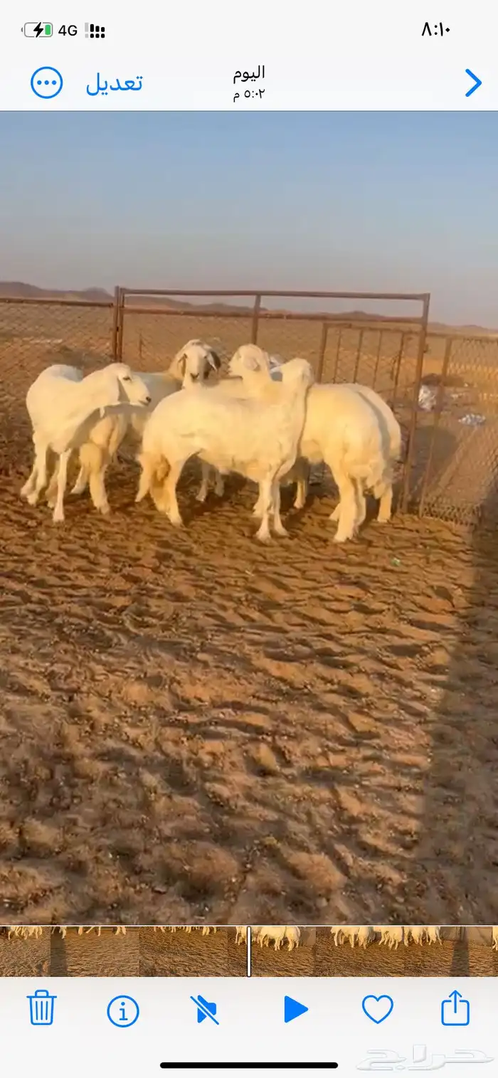 رخال صنف مراح وآحد 0