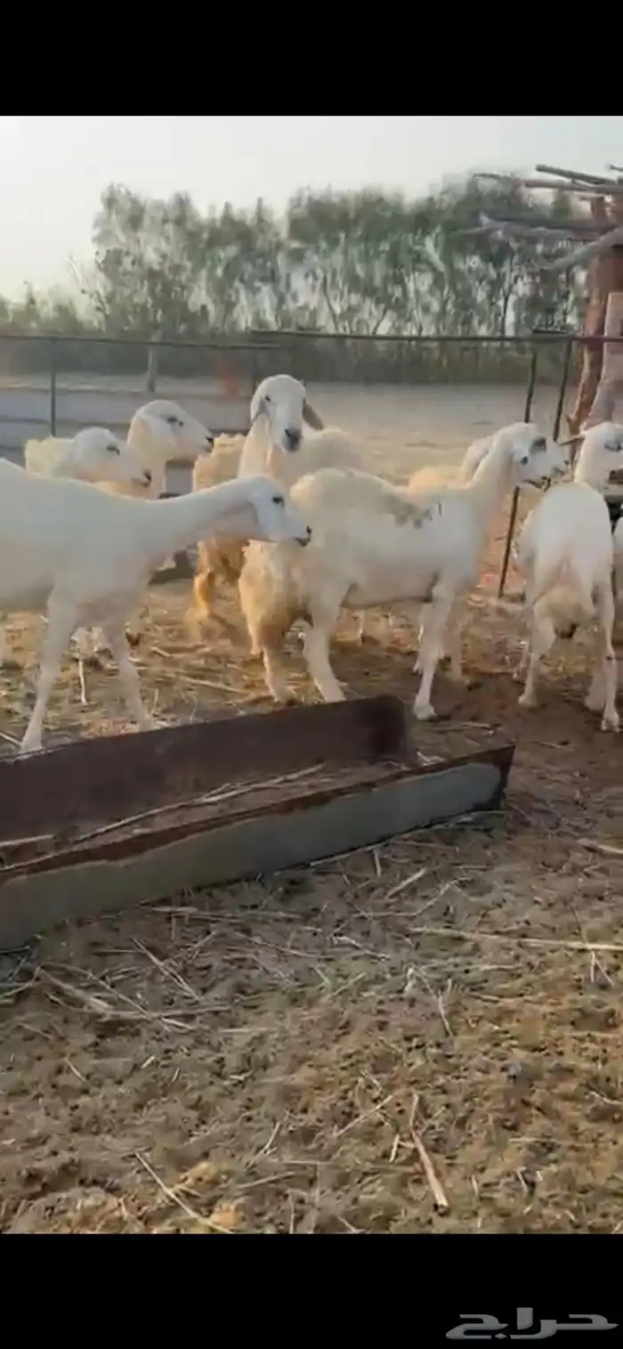 ضان 10 مع فحلها البيع مستعجل 3