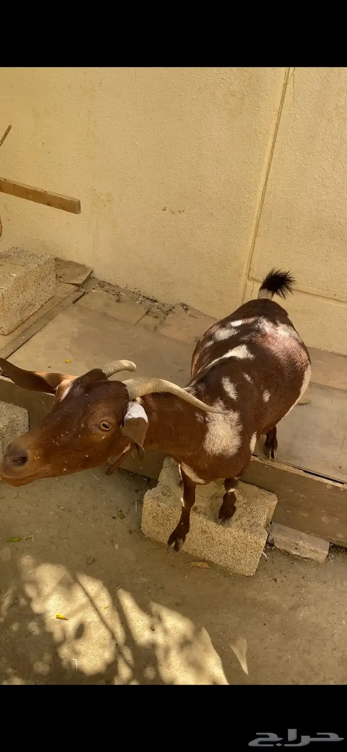 ( تم البيع ) ماشاءالله عنز دهماء بهراء دافع 1