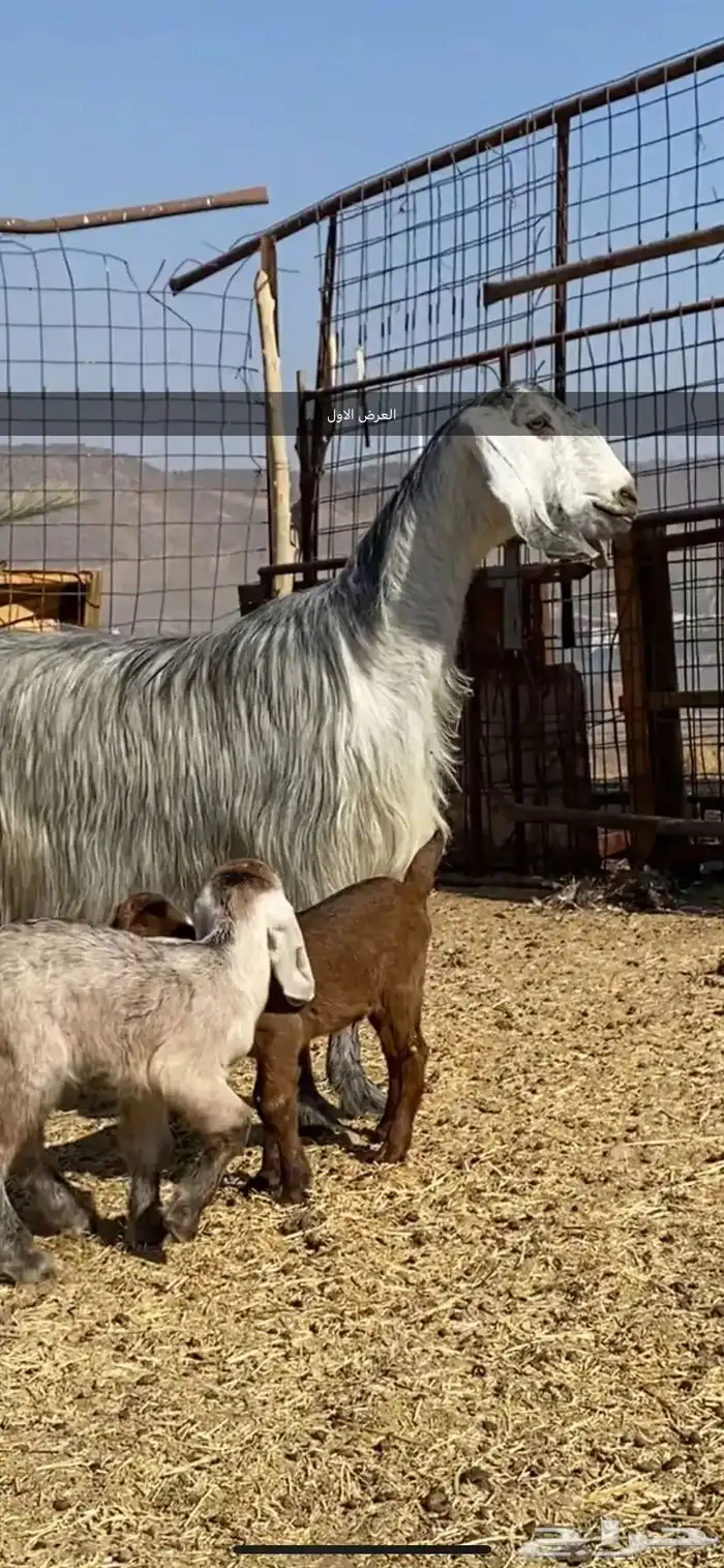 معزا والد ومضرع( تم البيييع ) 6