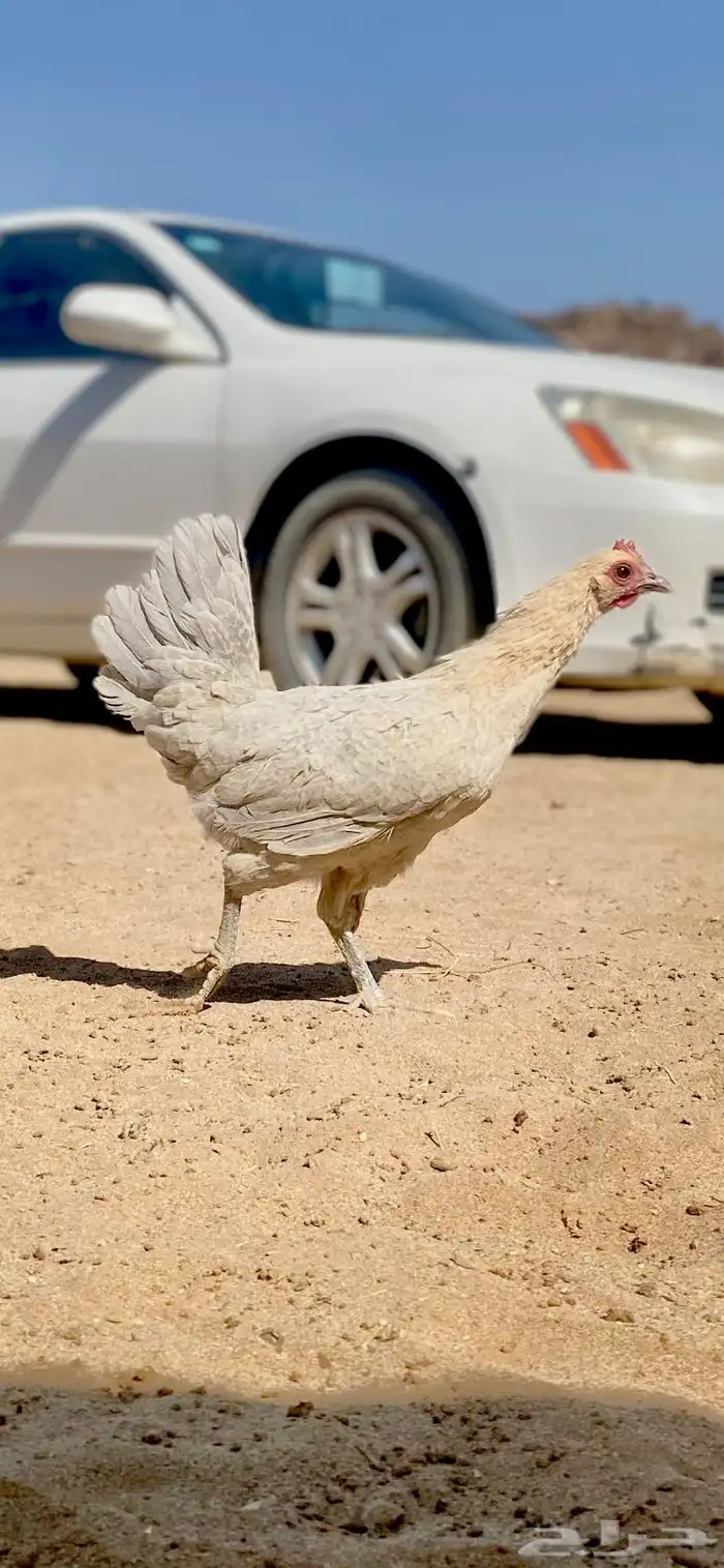 دجاج فيومي المنيوم 5