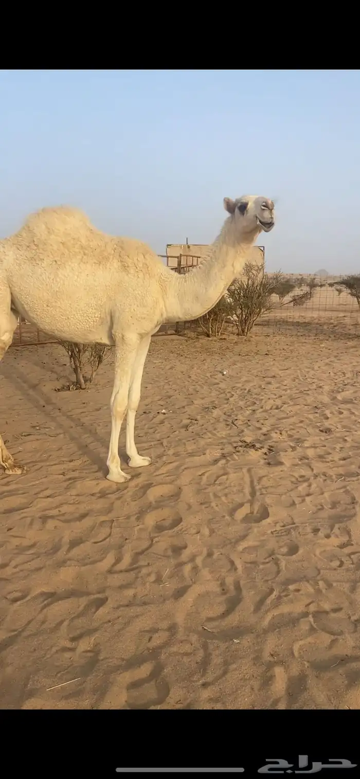 بكره باتليه 0