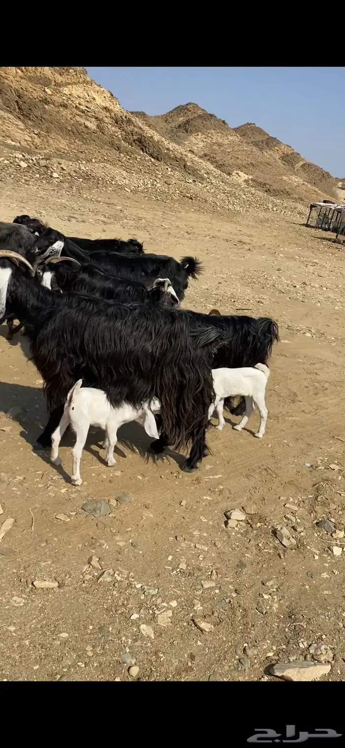 معزا عوارض 0