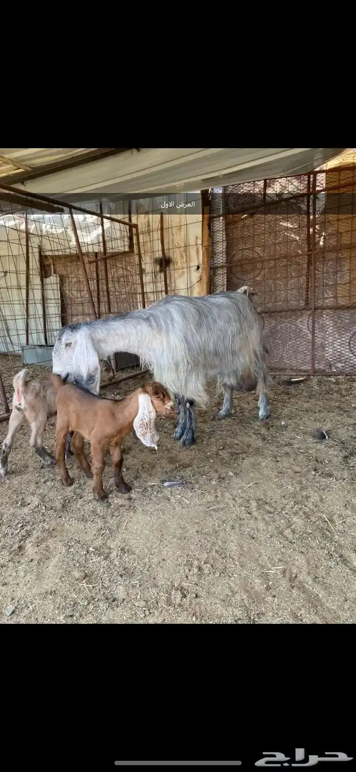 معزا والد ومضرع( تم البيييع ) 3