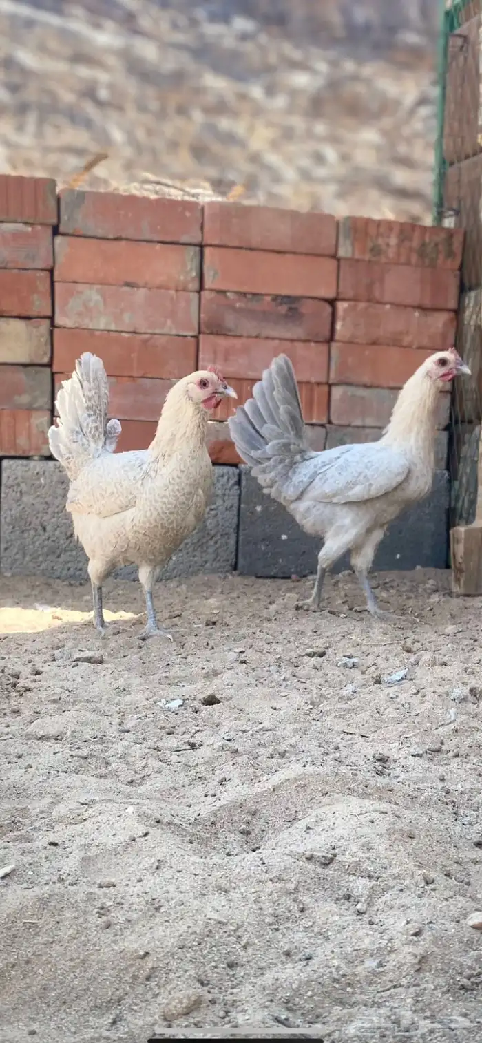 دجاج فيومي المنيوم 1