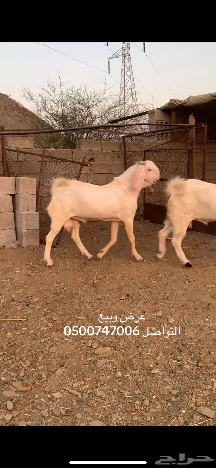 عرض وبيع 1