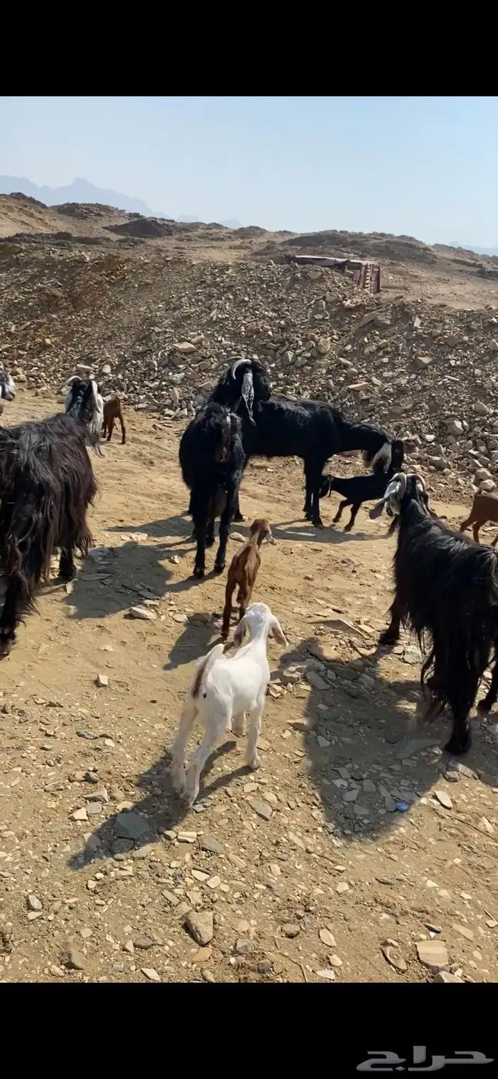 معزا عوارض 4