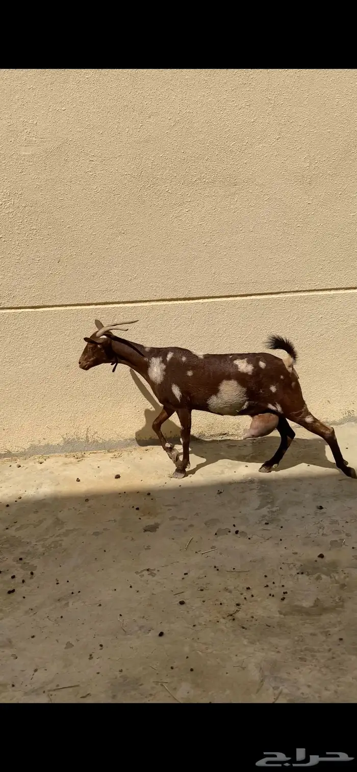 ( تم البيع ) ماشاءالله عنز دهماء بهراء دافع 0