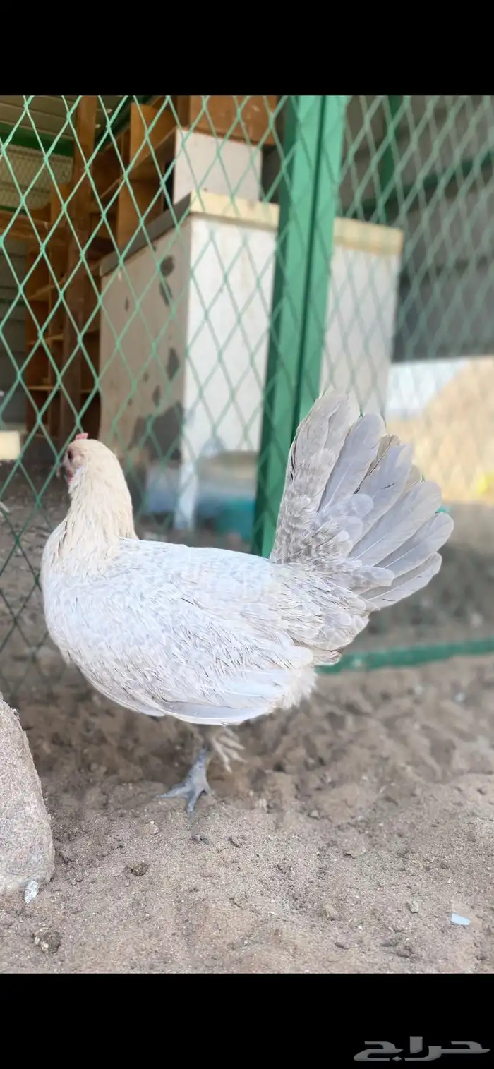 دجاج فيومي المنيوم 0