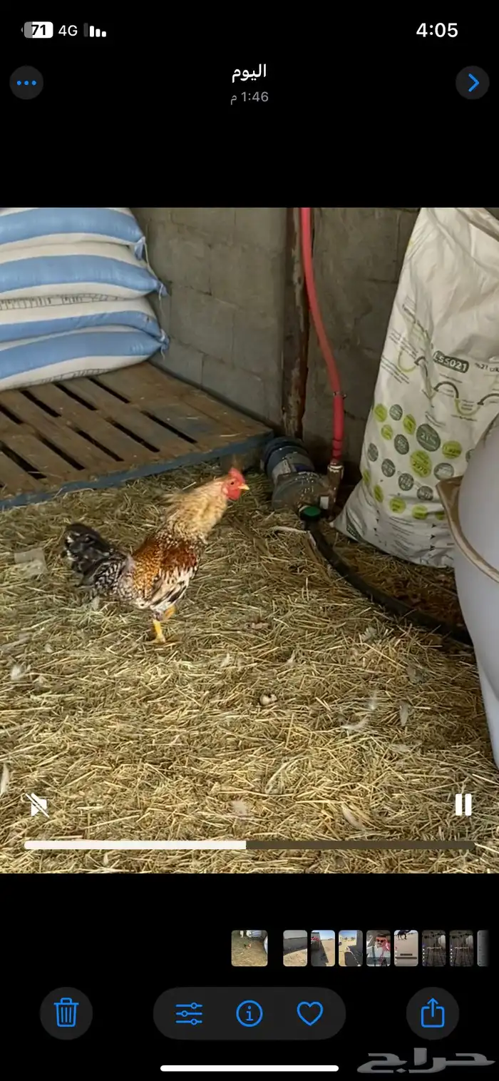 للبيع دجاج نظيف 3