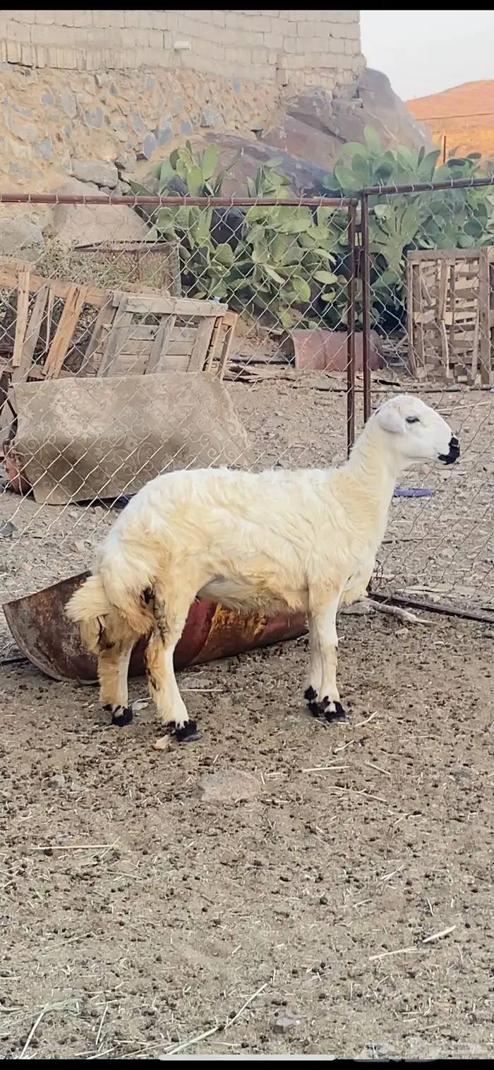 رخل فل الفل شحم وذيل مشالله تم البيع 0