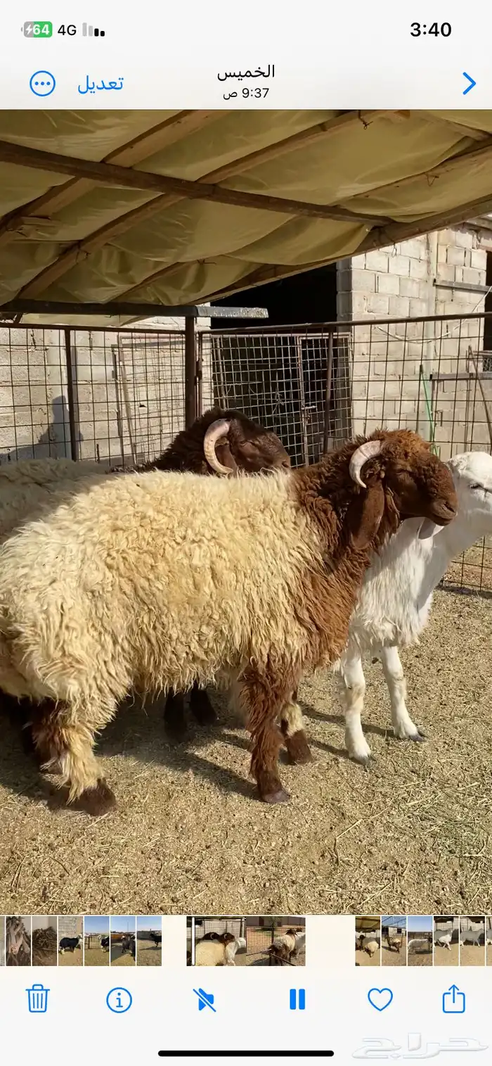 خرفان نعيم جبره 2