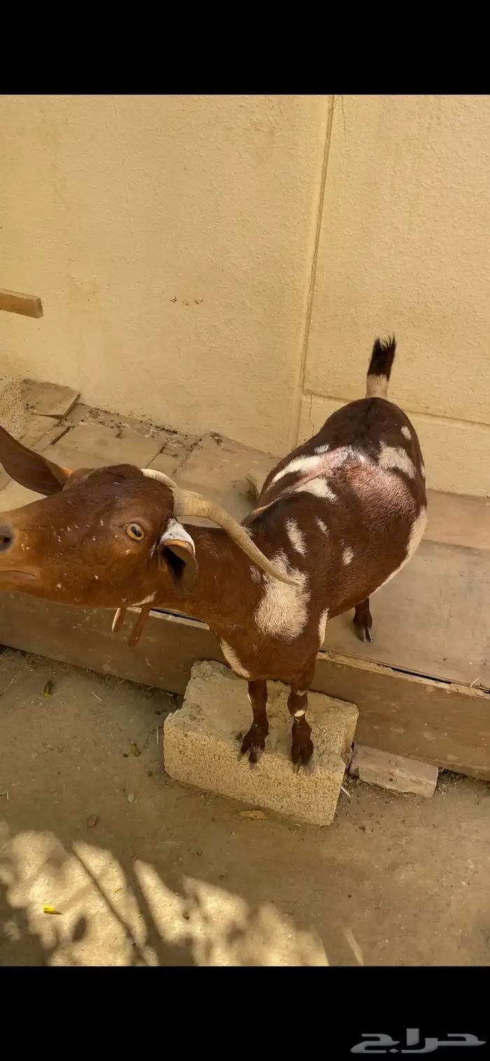 ( تم البيع ) ماشاءالله عنز دهماء بهراء دافع 2