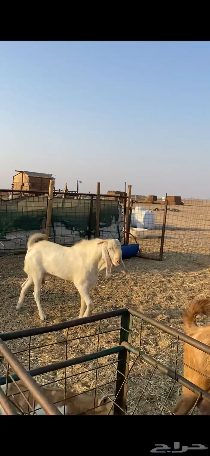 تيس بنجابي ابرص بيور 2