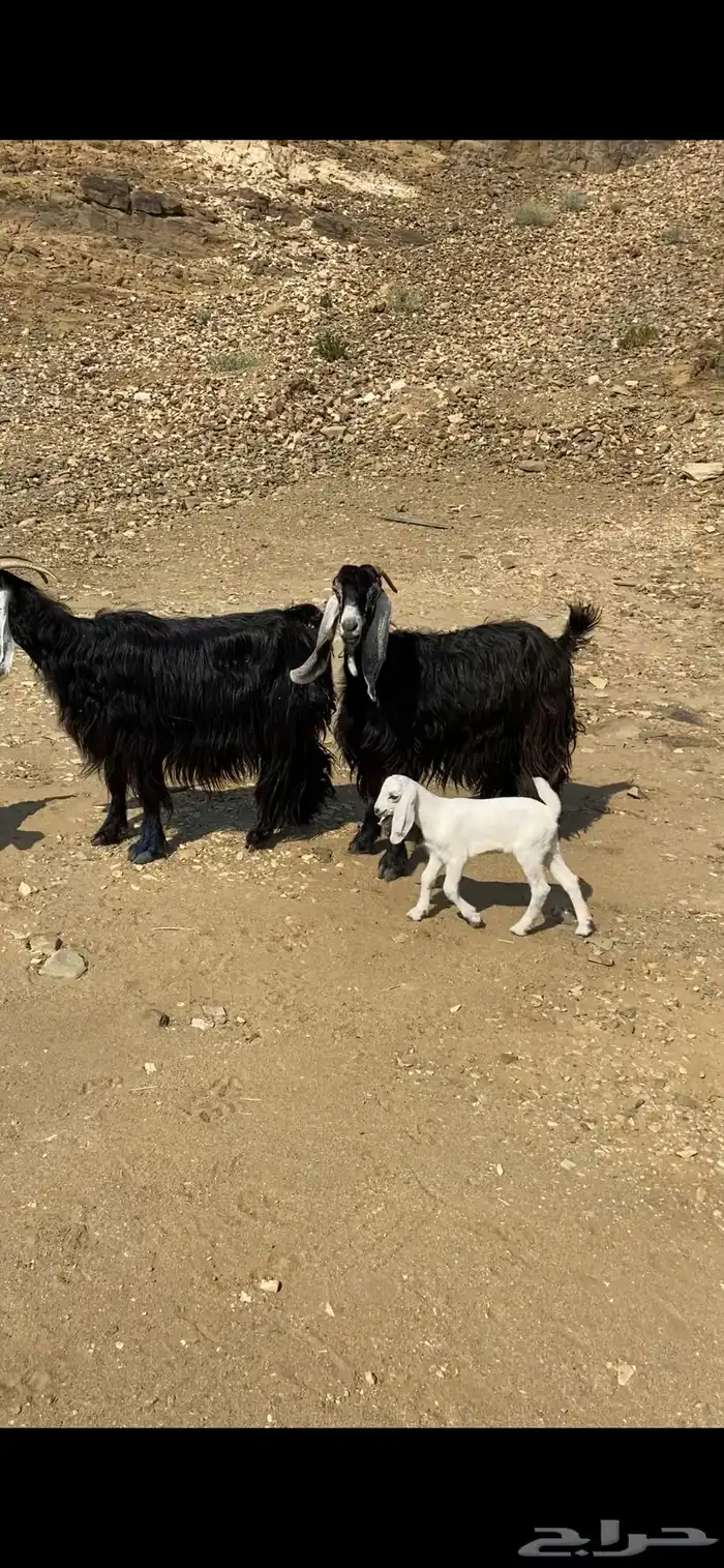 معزا عوارض 3