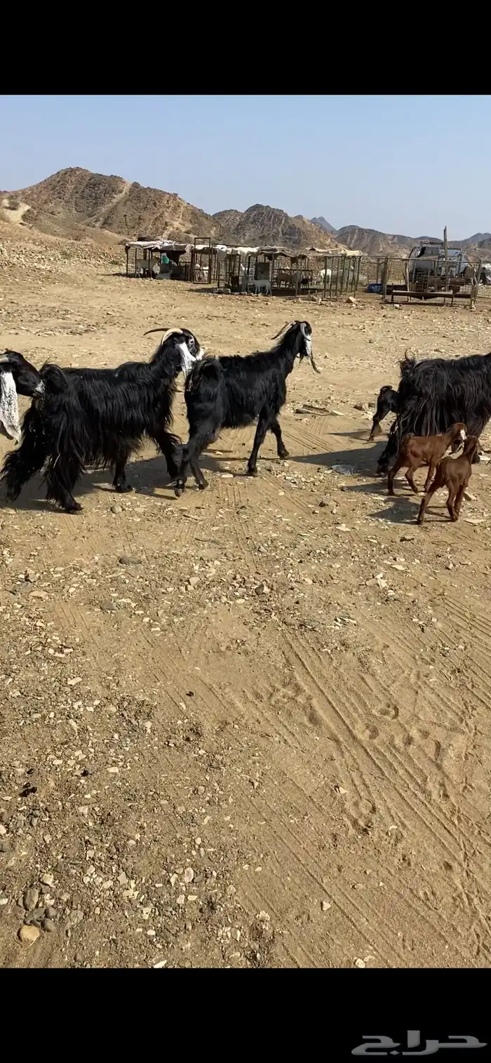 معزا عوارض 2