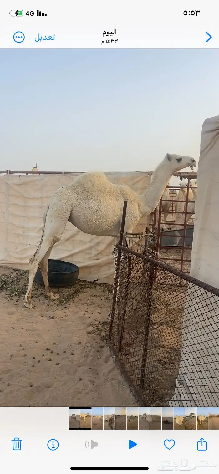 بكره باتليه 1