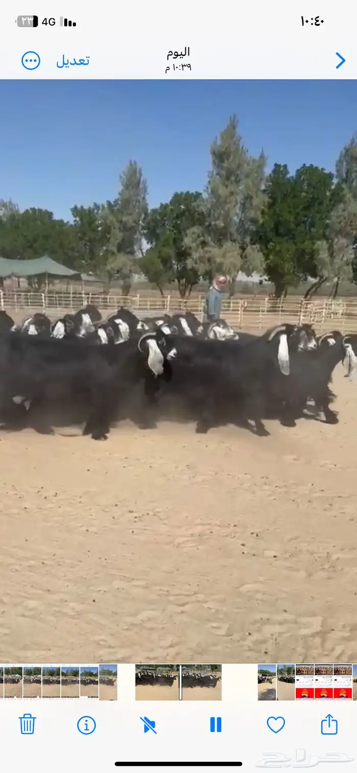 معزاء عوارض فاخره للبيع 1