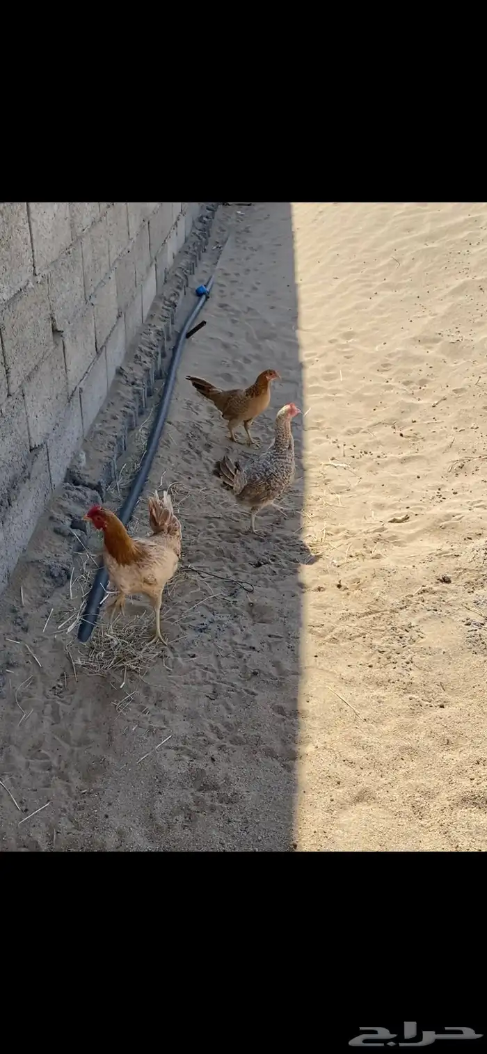 للبيع دجاج نظيف 1