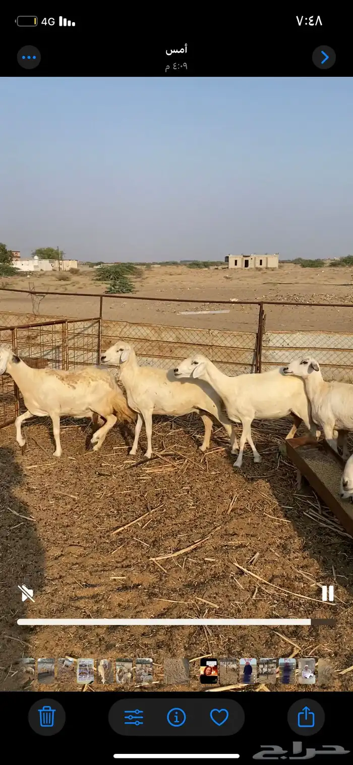 ضان 10 مع فحلها البيع مستعجل 0