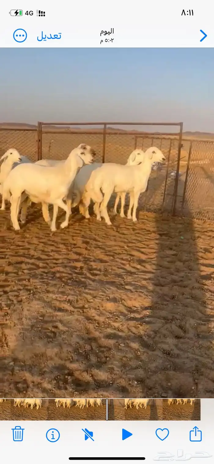 رخال صنف مراح وآحد 1