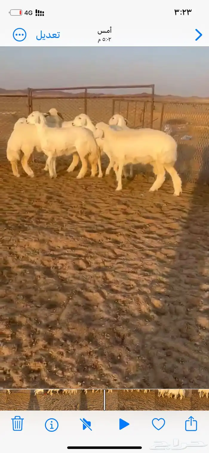 رخال صنف مراح وآحد 3