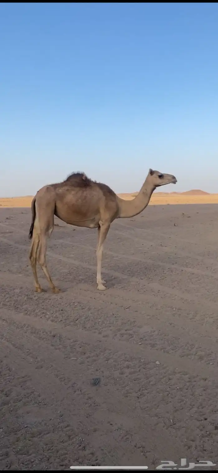 بكره هجن سلالاه طيبه 0