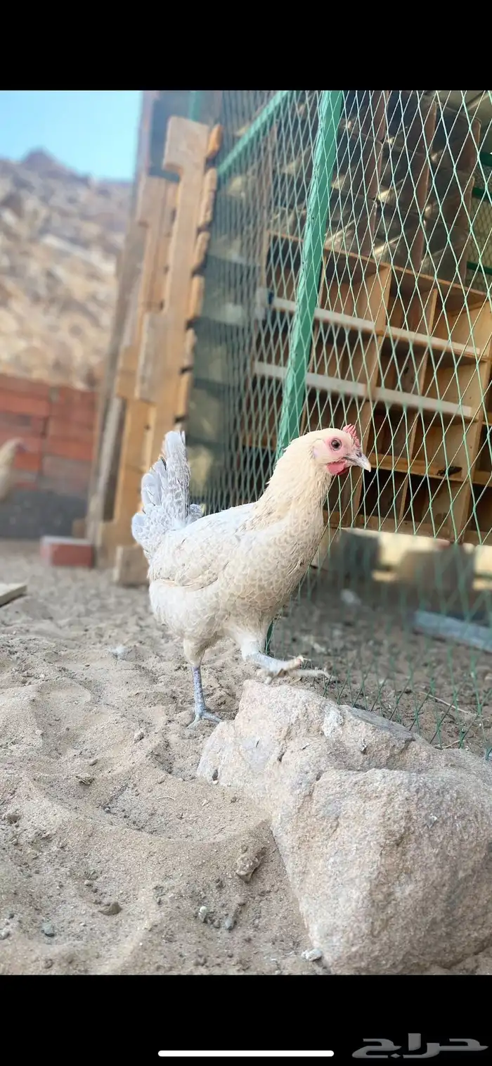 دجاج فيومي المنيوم 3