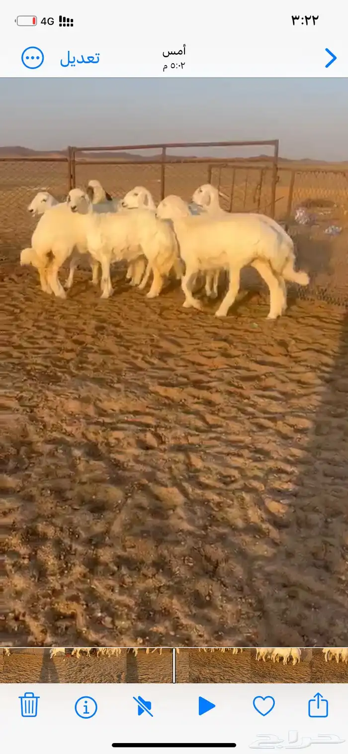 رخال صنف مراح وآحد 2