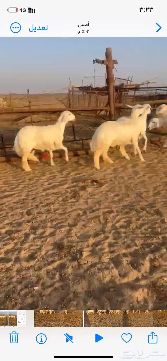 رخال صنف مراح وآحد 4