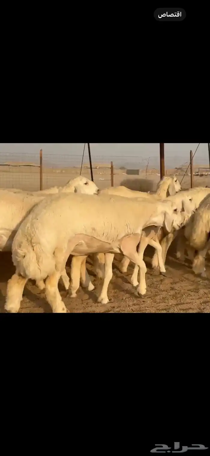 سلام عليكم ورحمة الله وبركاته 2