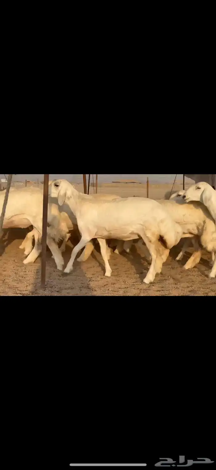 سلام عليكم ورحمة الله وبركاته 6