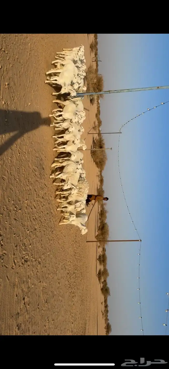 رخال مراح واحد صنف 4