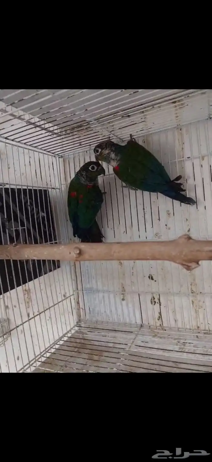 جوز كنيور كريمسون 0