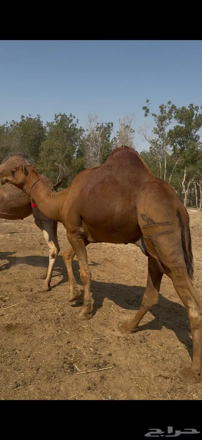 للبيع بعير احمر دم ساحلي رباع كفووو (( تم البيع )) 3