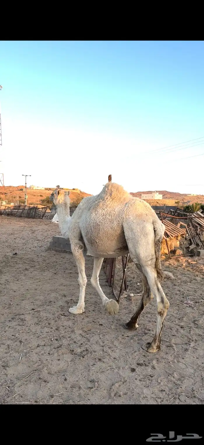 عفرا لقحه في 8شهور على جميع الشروط 1