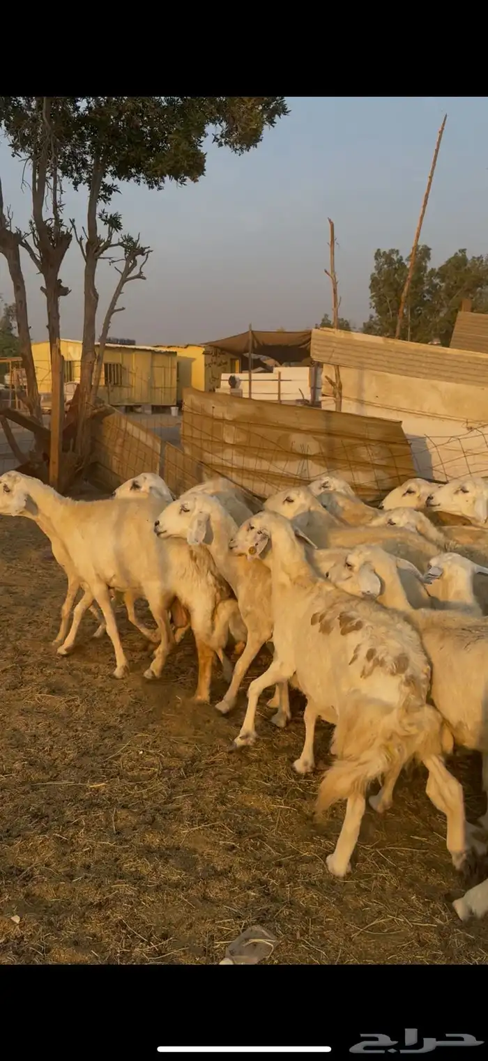 26 ضان حريات مراح واحد بالفحل دفيع كفوو ع 730(( تم البيع )) 10