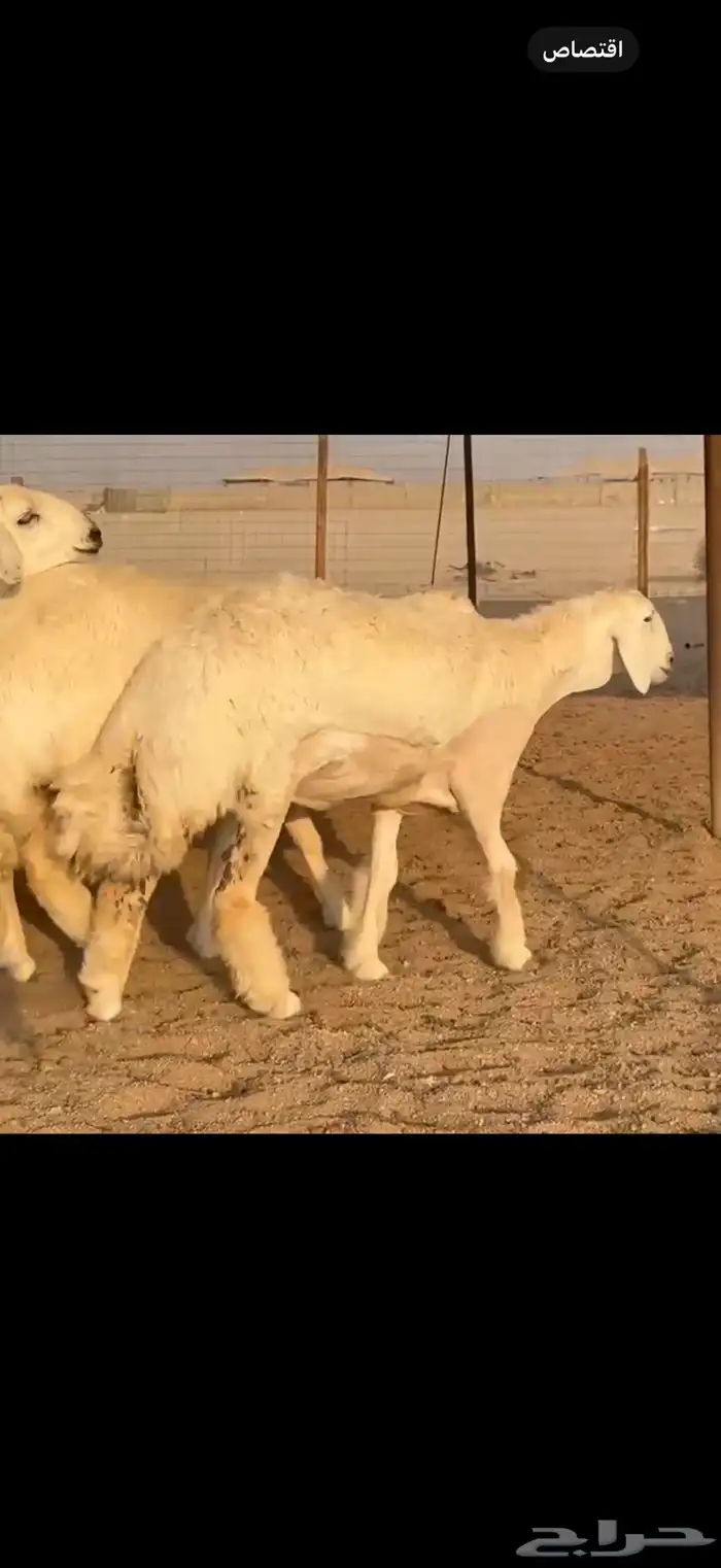 سلام عليكم ورحمة الله وبركاته 0