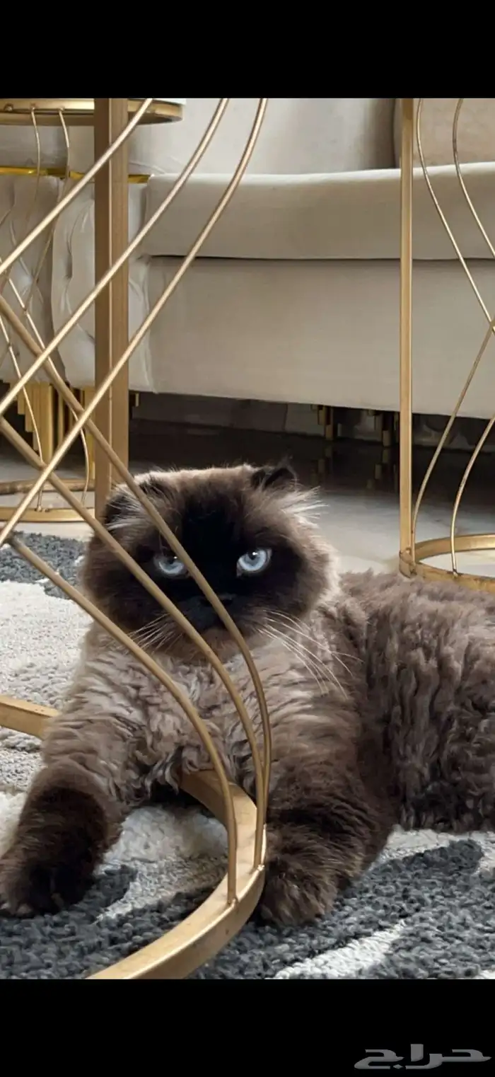 قطوي ضايع ومارجع البيت اللي يلقاه يتواصل معي على رقمي 1