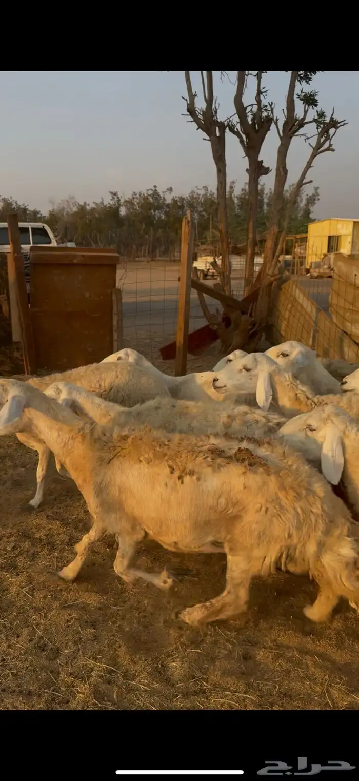 26 ضان حريات مراح واحد بالفحل دفيع كفوو ع 730(( تم البيع )) 2